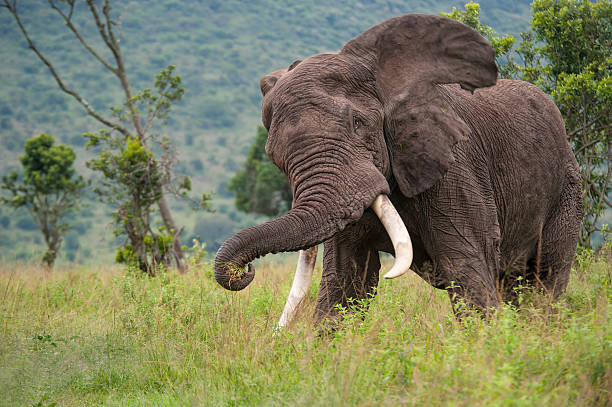 Man Killed by Elephant in Taita Taveta - The Lower Eastern Times