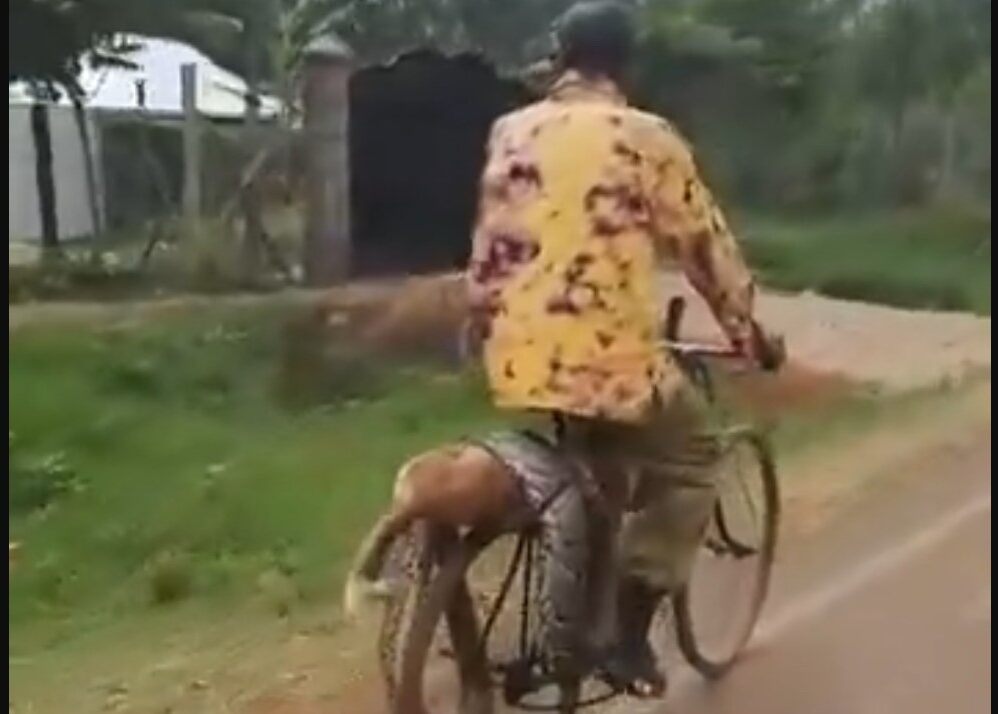 Ugenya Man Cycles Python to Police After It Killed His Dog - The Lower ...