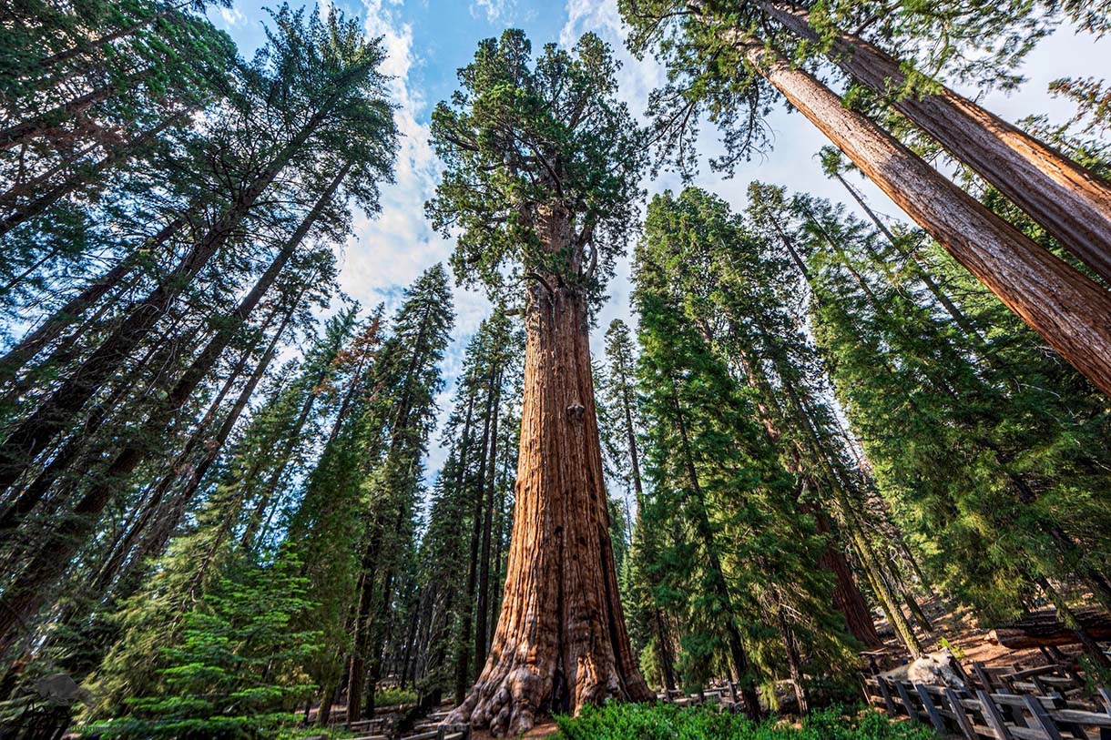Why the World’s Tallest Tree Remains Hidden from People - The Lower ...