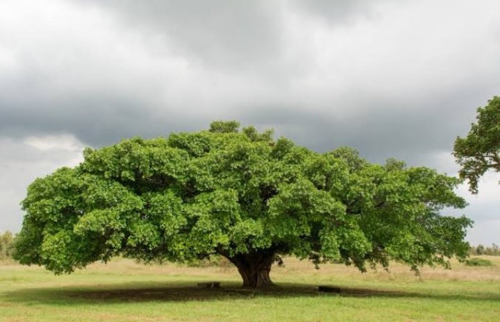 Why Is The Mugumo Tree So Special Among The Agikuyu - The Lower Eastern ...